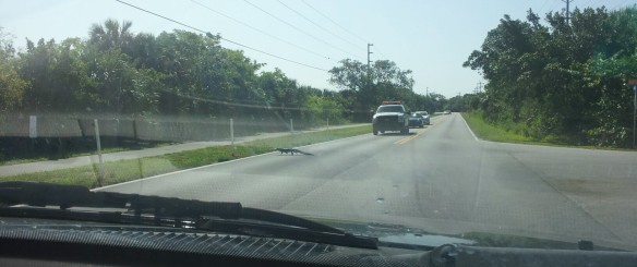 Alligator Sanibel Island, Florida